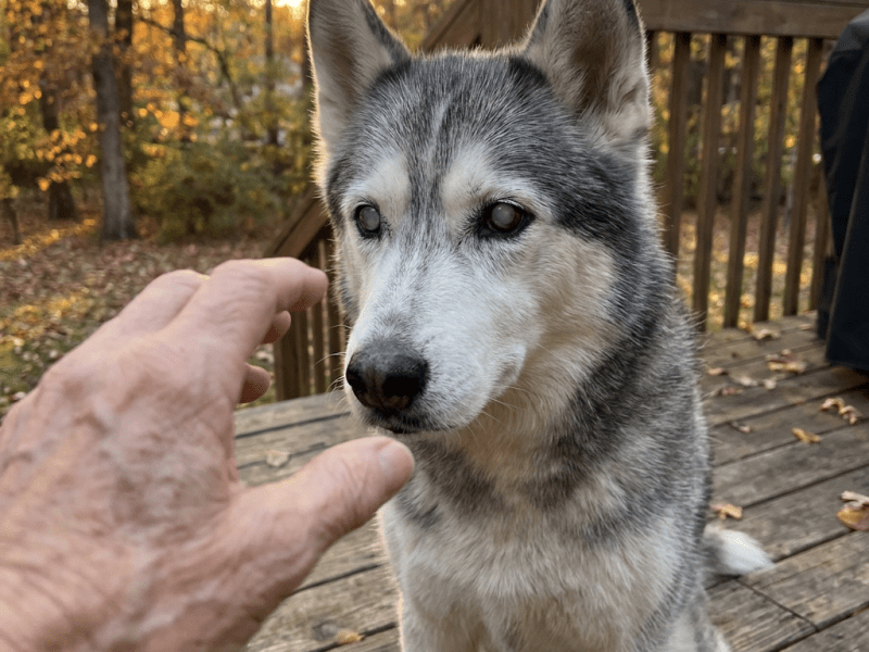 🐾 How to Help Your Fur Baby Live Longer Through&nbsp;Nutrition